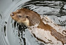 Czym różni się kuna od fretki?