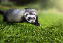 Czy fretka to gronostaj?