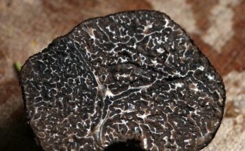 Jaka mikoryza jest najlepsza?